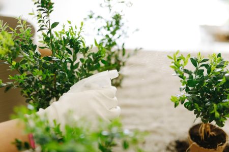 Désherbant naturel avec le mélange vinaigre, sel et produit vaisselle