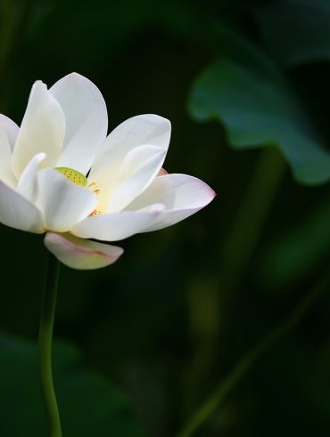 Symbolique et signification de la fleur de lotus dans différentes cultures