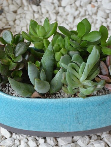conseils essentiels à connaître pour la Plante grasse en extérieur