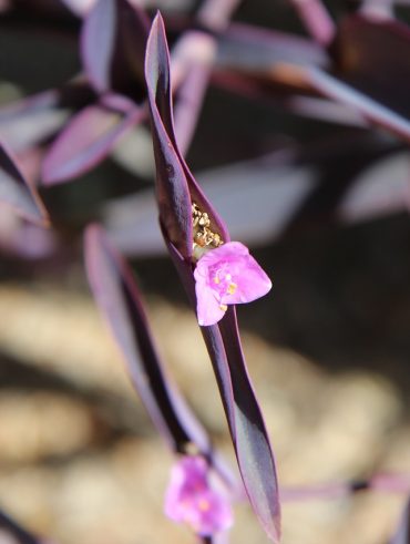Les plantes vivaces plein soleil faciles d'entretien