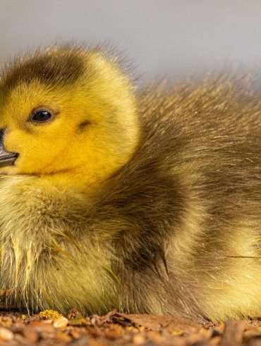 Tout savoir sur les bébés oies, leur soins et conseils pour une croissance optimale