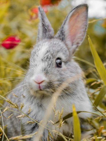 guide pour bien choisir les Prénoms originaux pour votre lapine