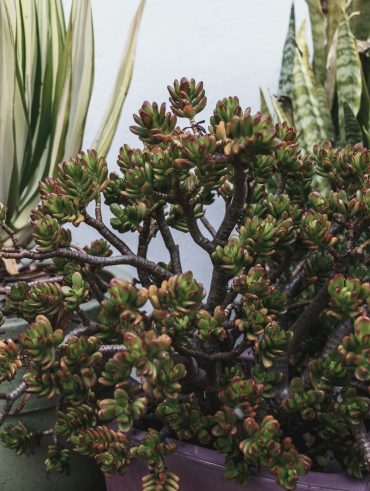 Les bienfaits de l'arbre de jade pour votre intérieur